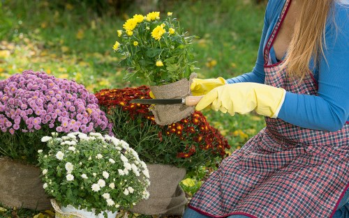 Mobile device and desktop displaying a gardening information page with high-contrast text.
