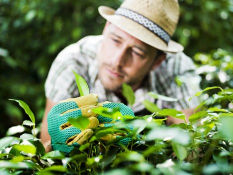 Garden maintenance worker pruning shrubs in a suburban Ilford garden